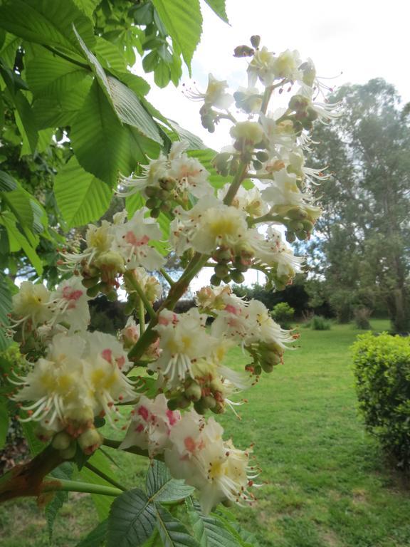 B&B Mas Les Lecques Beaucaire  Dış mekan fotoğraf